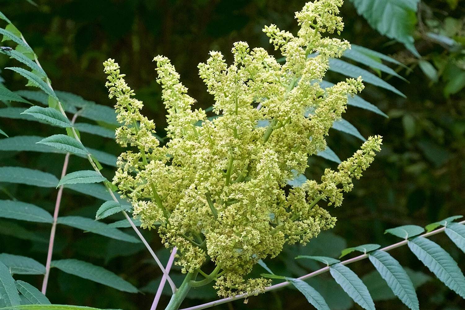 Rhus glabra - Smooth Sumac Long Island Native Plant Suffolk Hydroseeding.com